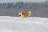 CORGI PEMBROKE 952